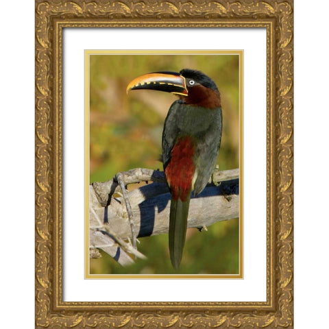 Brazil, Pantanal Chestnut-eared aracari on tree Gold Ornate Wood Framed Art Print with Double Matting by Williams, Joanne