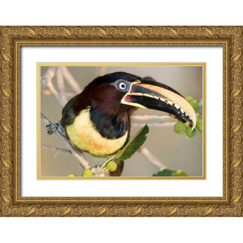 Brazil, Pantanal wetlands Chestnut-eared aracari Gold Ornate Wood Framed Art Print with Double Matting by Williams, Joanne