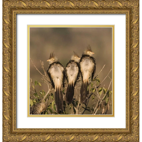 Brazil Three guira cuckoos on a limb Gold Ornate Wood Framed Art Print with Double Matting by Williams, Joanne