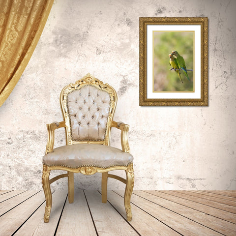 Brazil, Pantanal Peach-fronted parakeets on limb Gold Ornate Wood Framed Art Print with Double Matting by Williams, Joanne