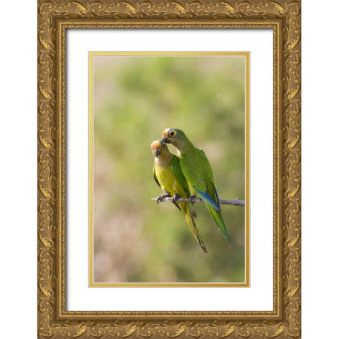 Brazil, Pantanal Peach-fronted parakeets on limb Gold Ornate Wood Framed Art Print with Double Matting by Williams, Joanne
