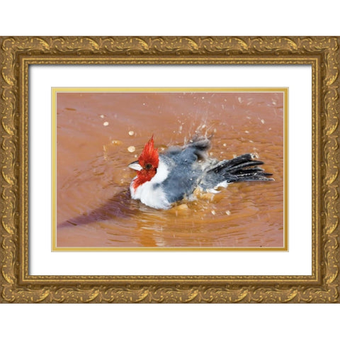 Brazil, Pantanal Red-crested cardinal bathing Gold Ornate Wood Framed Art Print with Double Matting by Williams, Joanne