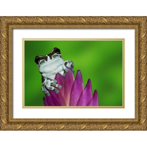 Brazil, Amazon Basin Amazon milk frog Gold Ornate Wood Framed Art Print with Double Matting by Flaherty, Dennis