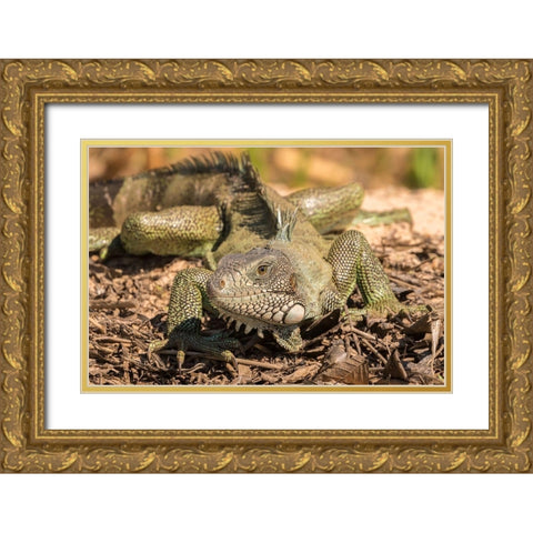 Brazil-Pantanal Green iguana  Gold Ornate Wood Framed Art Print with Double Matting by Jaynes Gallery