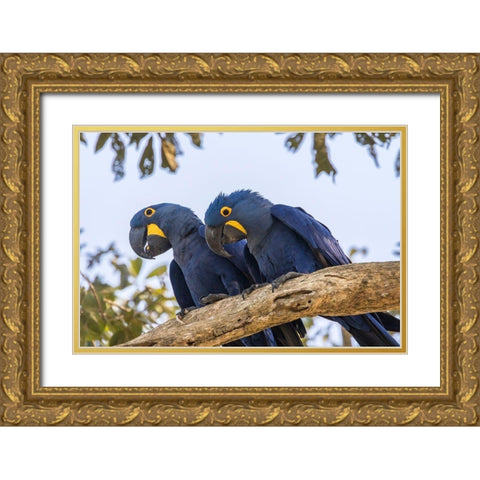 Brazil-Pantanal Hyacinth macaw pair in tree  Gold Ornate Wood Framed Art Print with Double Matting by Jaynes Gallery