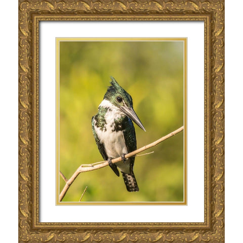 Brazil-Pantanal Amazon kingfisher bird on limb  Gold Ornate Wood Framed Art Print with Double Matting by Jaynes Gallery