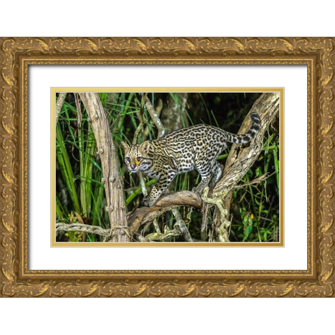 Brazil-Pantanal Ocelot on tree branch  Gold Ornate Wood Framed Art Print with Double Matting by Jaynes Gallery