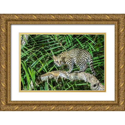 Brazil-Pantanal Ocelot on tree branch  Gold Ornate Wood Framed Art Print with Double Matting by Jaynes Gallery