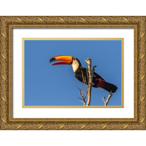 Brazil-Pantanal Toco toucan bird close-up  Gold Ornate Wood Framed Art Print with Double Matting by Jaynes Gallery