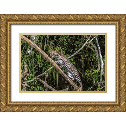 Brazil-Pantanal Ocelot on tree branch  Gold Ornate Wood Framed Art Print with Double Matting by Jaynes Gallery