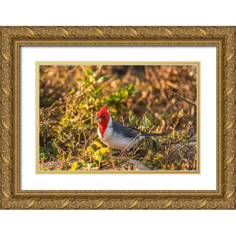 Brazil-Pantanal Red-crested cardinal  Gold Ornate Wood Framed Art Print with Double Matting by Jaynes Gallery