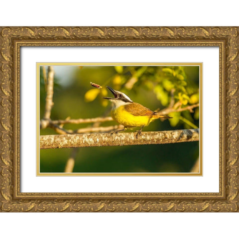 Brazil-Pantanal Kiskadee feeding  Gold Ornate Wood Framed Art Print with Double Matting by Jaynes Gallery