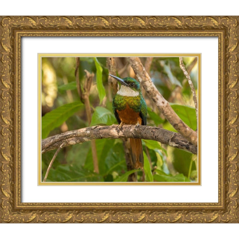 Brazil-Pantanal Rufous-tailed jacamar bird on limb  Gold Ornate Wood Framed Art Print with Double Matting by Jaynes Gallery