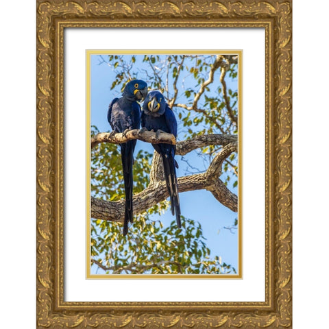 Brazil-Pantanal Hyacinth macaw pair in tree  Gold Ornate Wood Framed Art Print with Double Matting by Jaynes Gallery
