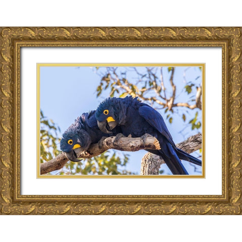Brazil-Pantanal Hyacinth macaw pair in tree  Gold Ornate Wood Framed Art Print with Double Matting by Jaynes Gallery