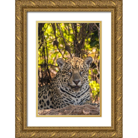 Brazil-Pantanal Close-up of jaguar  Gold Ornate Wood Framed Art Print with Double Matting by Jaynes Gallery