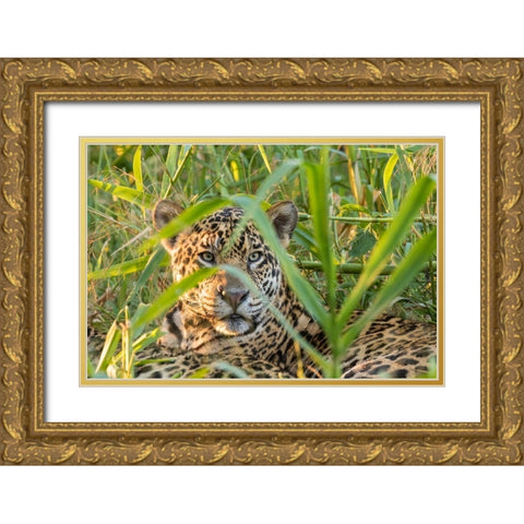 Brazil-Pantanal Close-up of jaguar  Gold Ornate Wood Framed Art Print with Double Matting by Jaynes Gallery