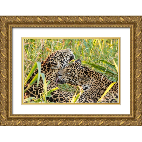 Brazil-Pantanal Close-up of jaguars grooming  Gold Ornate Wood Framed Art Print with Double Matting by Jaynes Gallery