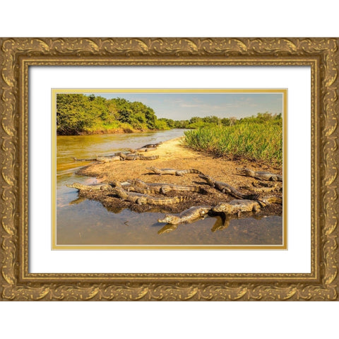 Brazil-Pantanal Group of jacare caiman reptiles and river  Gold Ornate Wood Framed Art Print with Double Matting by Jaynes Gallery