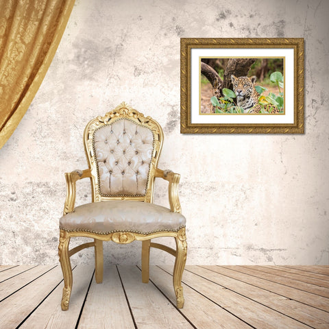 Brazil-Pantanal Close-up of jaguar  Gold Ornate Wood Framed Art Print with Double Matting by Jaynes Gallery