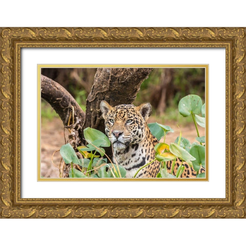 Brazil-Pantanal Close-up of jaguar  Gold Ornate Wood Framed Art Print with Double Matting by Jaynes Gallery