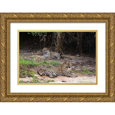 A pair of mating jaguars-Panthera onca-resting on the beach Gold Ornate Wood Framed Art Print with Double Matting by Pitamitz, Sergio