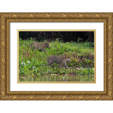 Jaguar-Pantanal-Mato Grosso-Brazil Gold Ornate Wood Framed Art Print with Double Matting by Pitamitz, Sergio
