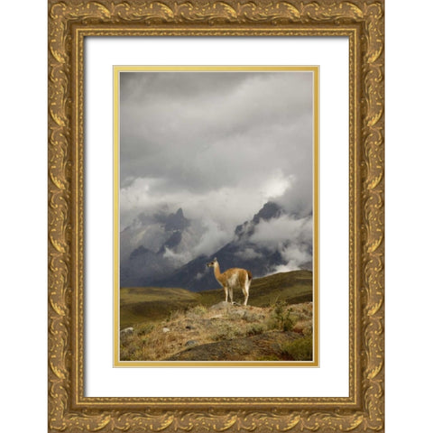 Chile, Torres del Paine NP A spotlighted Guanaco Gold Ornate Wood Framed Art Print with Double Matting by Grall, Don