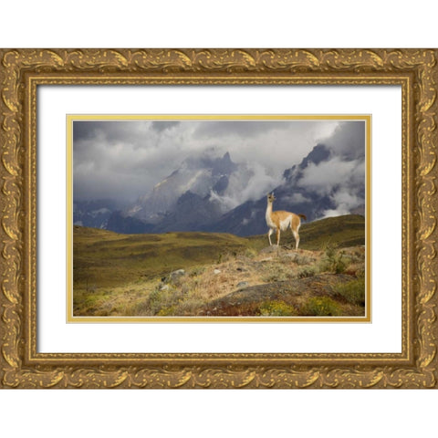 Chile, Torres del Paine NP A spotlighted Guanaco Gold Ornate Wood Framed Art Print with Double Matting by Grall, Don
