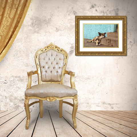 Chile, Valparaiso German shepherd resting Gold Ornate Wood Framed Art Print with Double Matting by Kaveney, Wendy