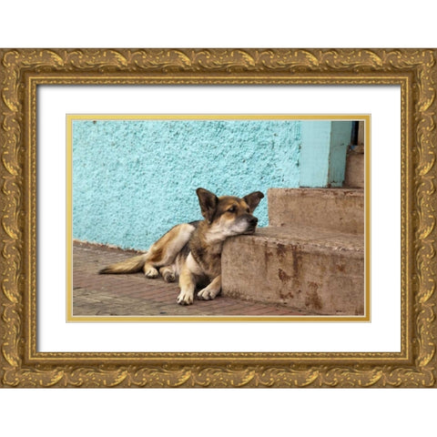 Chile, Valparaiso German shepherd resting Gold Ornate Wood Framed Art Print with Double Matting by Kaveney, Wendy