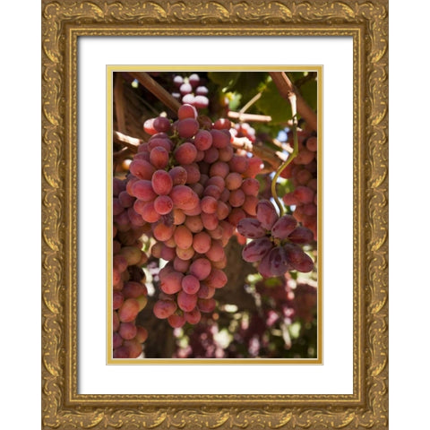Chile, Colchagua Red grapes on the vine Gold Ornate Wood Framed Art Print with Double Matting by Kaveney, Wendy
