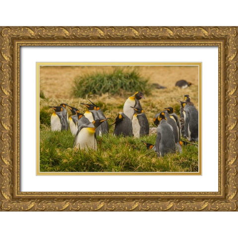Chile, Tierra del Fuego King penguin colony Gold Ornate Wood Framed Art Print with Double Matting by Illg, Cathy and Gordon