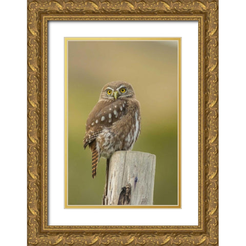 Chile, Torres del Paine NP Austral pygmy owl Gold Ornate Wood Framed Art Print with Double Matting by Illg, Cathy and Gordon