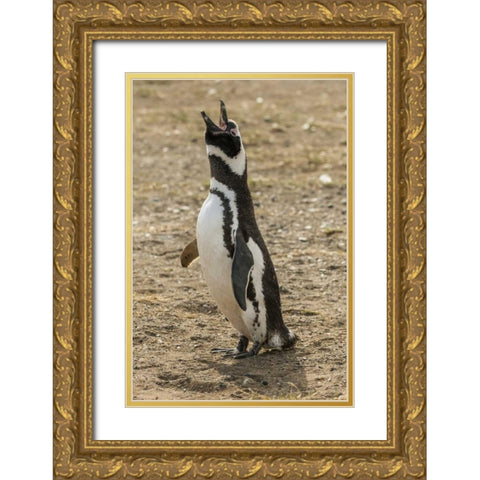 Chile, Isla Magdalena Magellanic penguin Gold Ornate Wood Framed Art Print with Double Matting by Illg, Cathy and Gordon