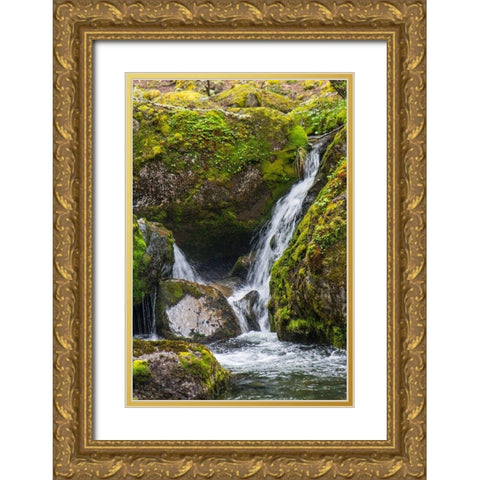 Within Parc Nacional Torres del Paine-there is a tropical rainforest  Gold Ornate Wood Framed Art Print with Double Matting by Ostrowitz, Mallorie