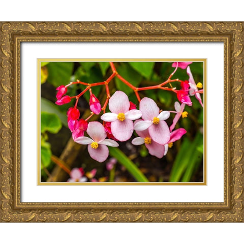 Pink flowering Begonia-Easter Island-Chile Gold Ornate Wood Framed Art Print with Double Matting by Perry, William