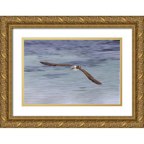 Blue-footed booby diving for fish-San Cristobal Island-Galapagos Islands-Ecuador Gold Ornate Wood Framed Art Print with Double Matting by Jones, Adam