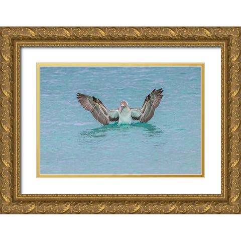 Blue-footed booby diving for fish-San Cristobal Island-Galapagos Islands-Ecuador Gold Ornate Wood Framed Art Print with Double Matting by Jones, Adam