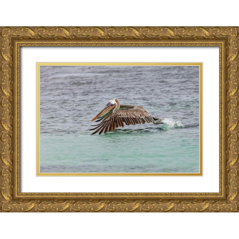 Brown pelican taking off from water-San Cristobal Island-Galapagos Islands-Ecuador Gold Ornate Wood Framed Art Print with Double Matting by Jones, Adam