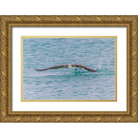 Blue-footed booby diving for fish-San Cristobal Island-Galapagos Islands-Ecuador Gold Ornate Wood Framed Art Print with Double Matting by Jones, Adam