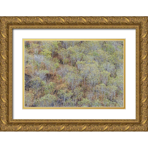 Hillside of palo Santo trees San Cristobal Island-Galapagos Islands-Ecuador Gold Ornate Wood Framed Art Print with Double Matting by Jones, Adam