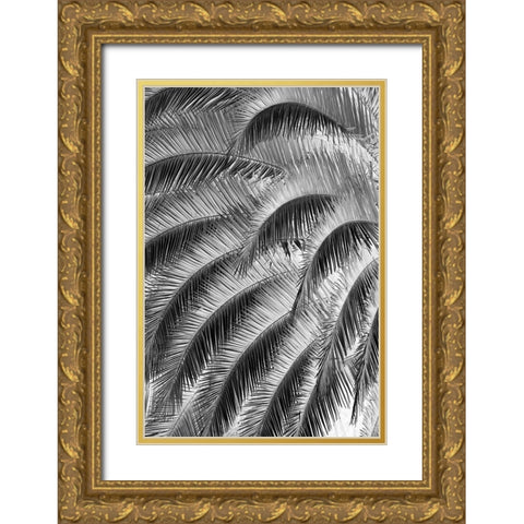 Black and White Pattern in branches of palm tree-Quito-Ecuador Gold Ornate Wood Framed Art Print with Double Matting by Jones, Adam