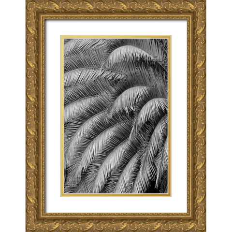 Black and White Pattern in branches of palm tree-Quito-Ecuador Gold Ornate Wood Framed Art Print with Double Matting by Jones, Adam