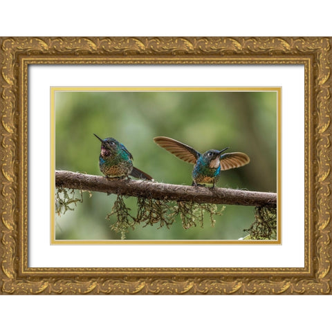 Pair of Green-crowned brilliant-Ecuador Gold Ornate Wood Framed Art Print with Double Matting by Jones, Adam