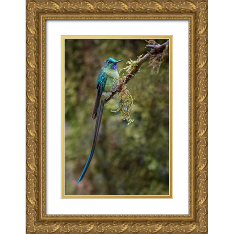 Long-tailed sylph-Ecuador Gold Ornate Wood Framed Art Print with Double Matting by Jones, Adam