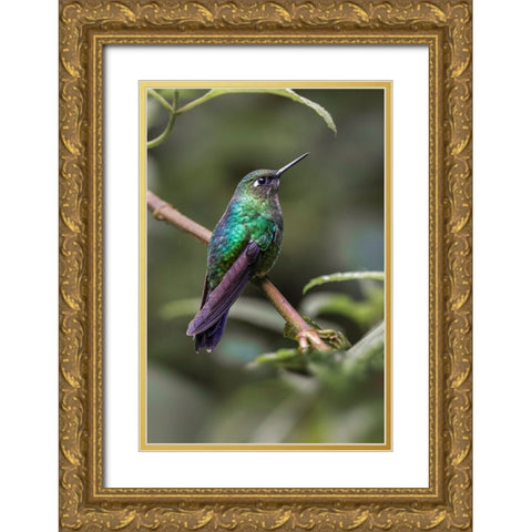 Green-crowned brilliant-Ecuador Gold Ornate Wood Framed Art Print with Double Matting by Jones, Adam