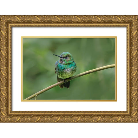 Green-crowned brilliant-Ecuador Gold Ornate Wood Framed Art Print with Double Matting by Jones, Adam
