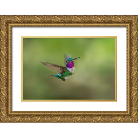 White-bellied woodstar flying-Ecuador Gold Ornate Wood Framed Art Print with Double Matting by Jones, Adam