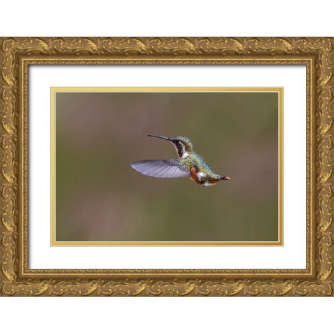 Female Purple-throated Woodstar-Ecuador Gold Ornate Wood Framed Art Print with Double Matting by Jones, Adam